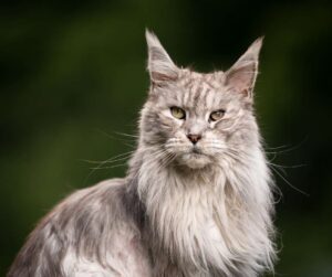 Maiores raças de gatos domésticos - Maine Coon