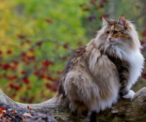 Norwegian Forest Cat