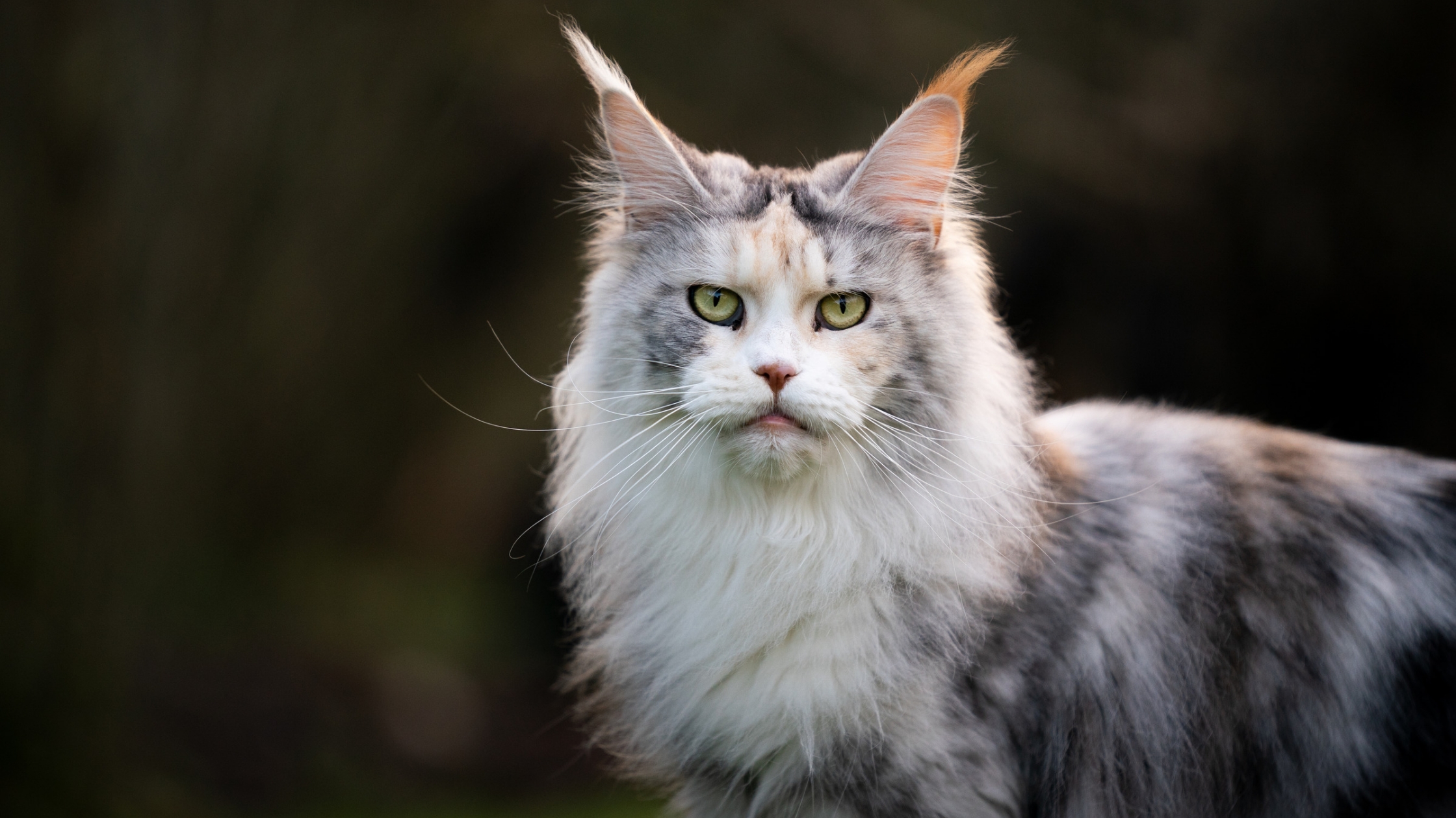 Maiores raças de gatos domésticos