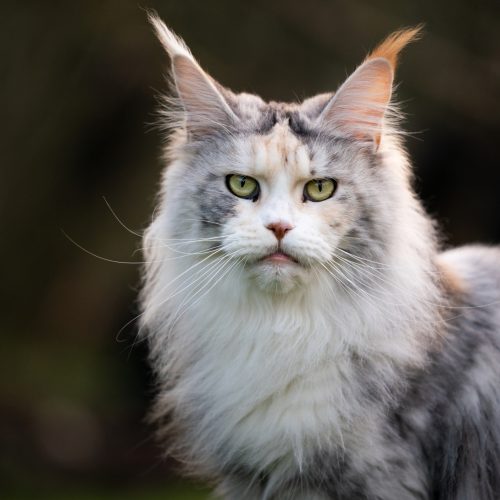 Maiores raças de gatos domésticos