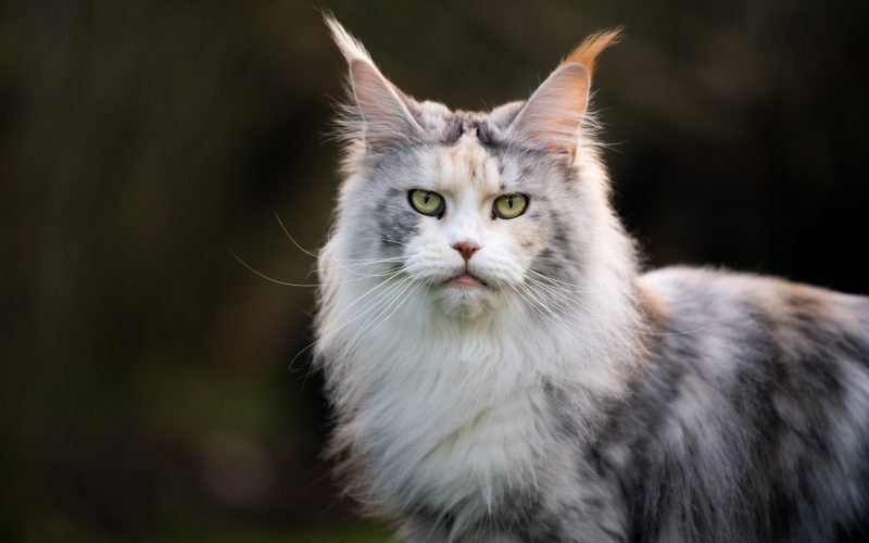 Maiores raças de gatos domésticos