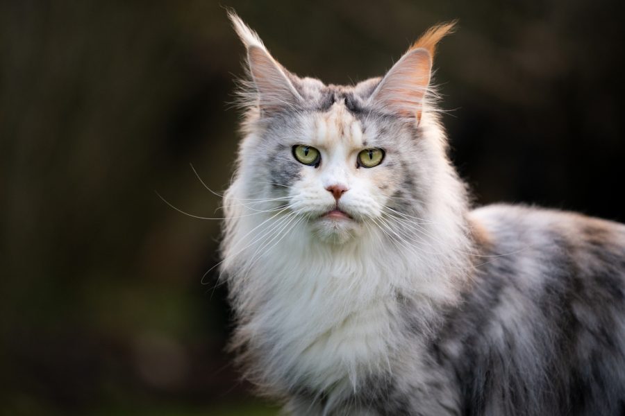 Maiores raças de gatos domésticos